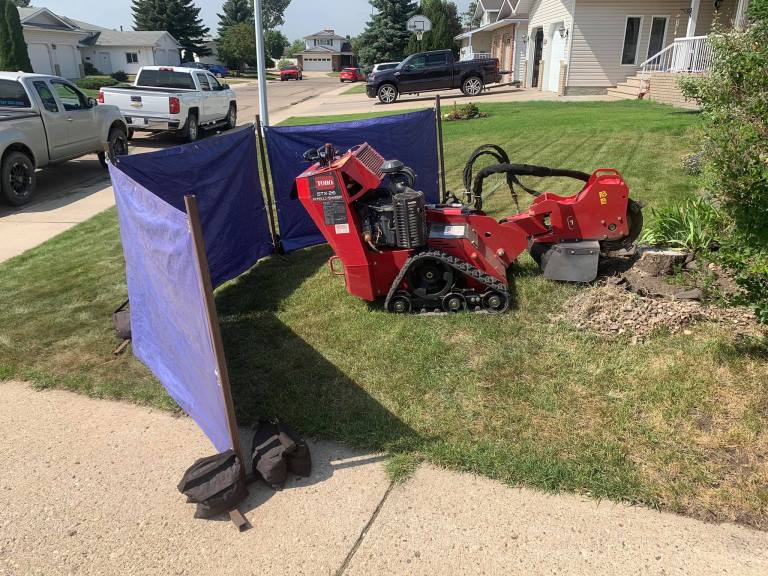 Arbor Libertas 1 768x576